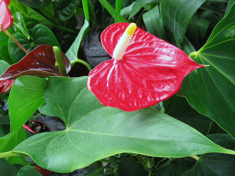 Description de la fleur d'anthurium