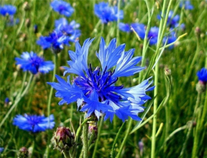 Cornflower blue - description and medicinal properties