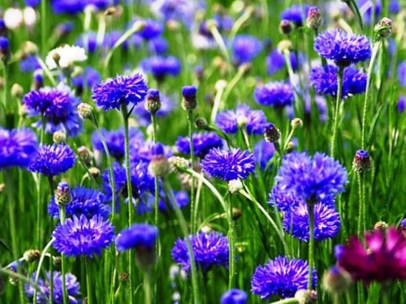 How the cornflower blooms