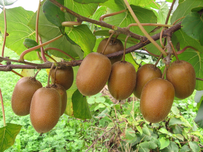 Mga Katangian ng Actinidia Apricot
