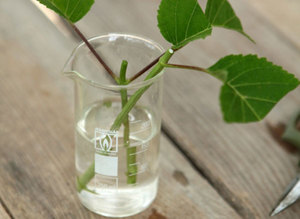 Features of the reproduction of actinidia by cuttings