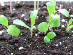 Mga seedling ng cornflower