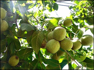 Ang mga walnuts ay mayaman sa bitamina