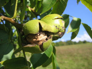 Where does the walnut grow