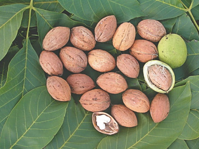 Paano mag-aalaga ng mga walnuts