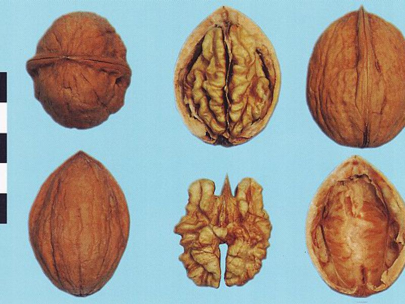 Sa hindi pangkaraniwang pagiging kapaki-pakinabang ng mga walnuts
