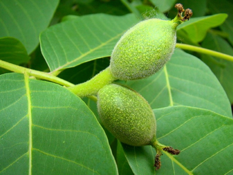 How to plant a walnut