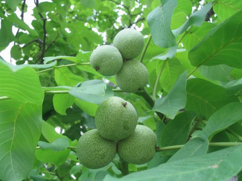Pähkinäpuu