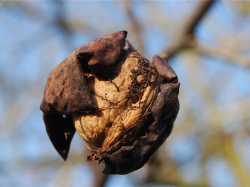 Jak užitečné jsou vlašské ořechy