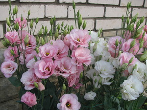 Reproduction of eustoma