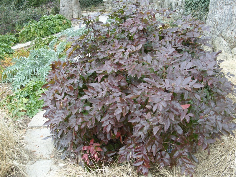 Description of the Mahonia plant