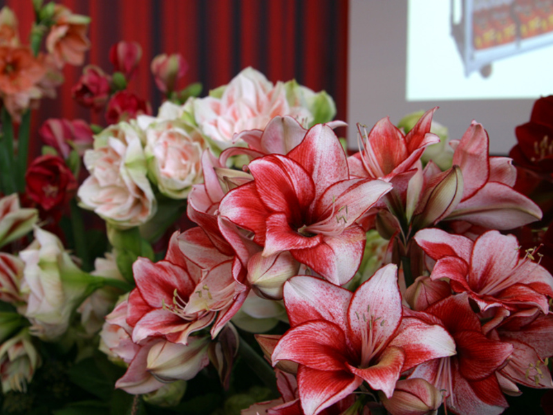 Warna bunga: latar belakang utama berwarna merah cerah
