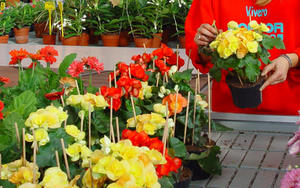 Gėlių begonijų priežiūros namuose taisyklės