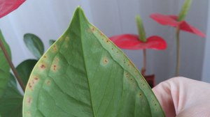 How to remove parasites from a plant