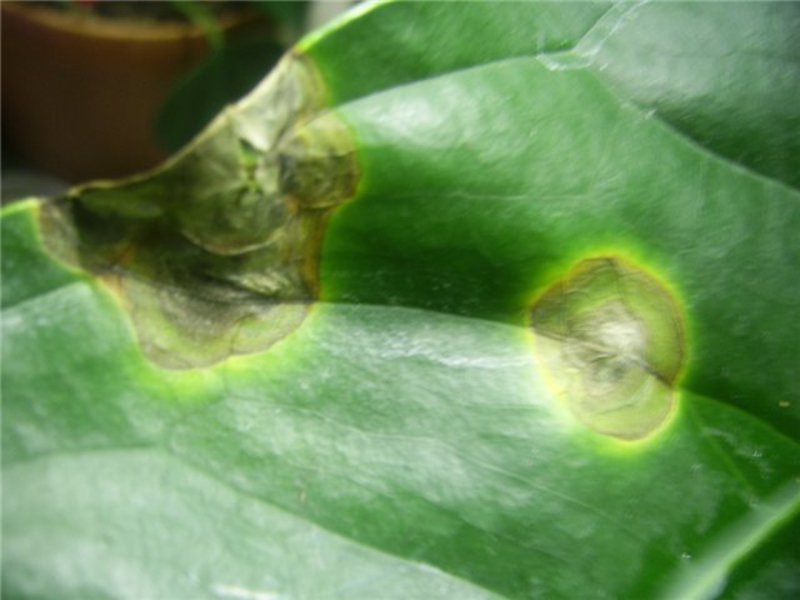Anthurium-Krankheiten und Schädlinge identifizieren und behandeln