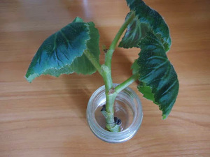 Methode voor het thuis kweken van begonia's door stekken