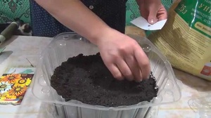 Vivahteet ampelous-begonian kasvattamiseksi siemenistä kotona