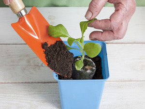 Savjeti iskusnih cvjećara o tome kako pravilno presaditi sadnice begonija