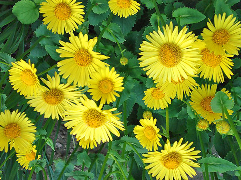 Sluneční květina doronicum