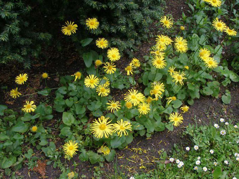 Doronicum: un po 'di sole nel tuo giardino