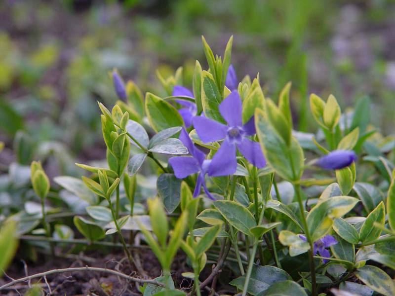 How to care for domestic periwinkle