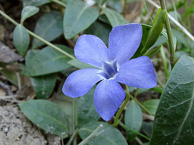 Floare specială de periwinkle