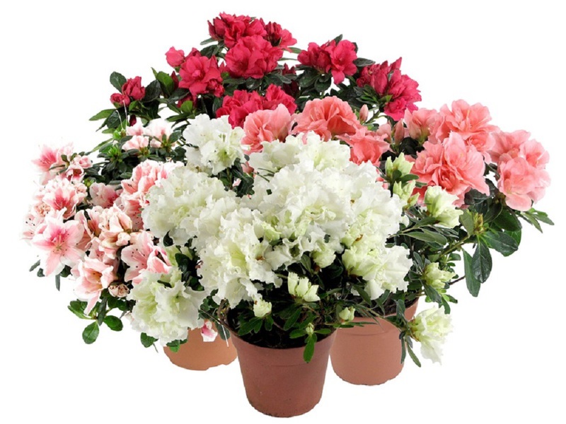 Kambarinių gėlių azalijų tipų charakteristikos