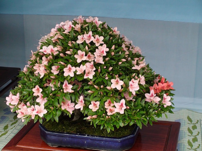 Ang mga benepisyo at kasikatan ng Japanese indoor azaleas