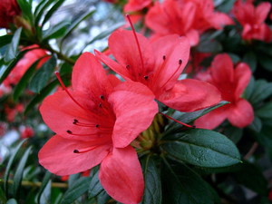 Beschrijving van indoor azalea-bloemen