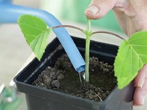 Descrizione dei metodi di allevamento per l'azalea indoor