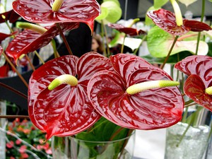 Anthurium cultivation and care