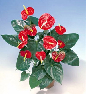 Anthurium fiore maschile