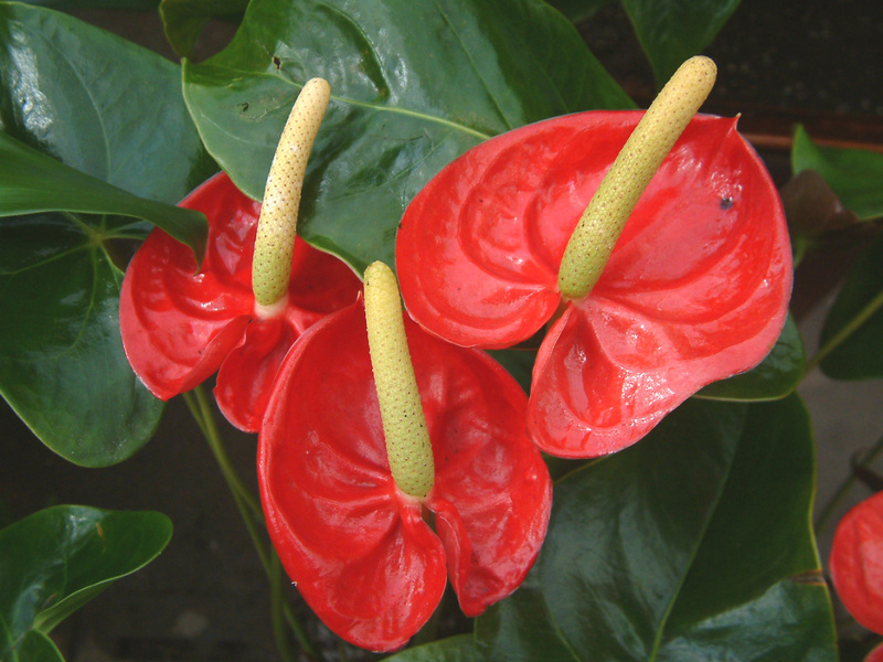 Anthurium fiore maschile