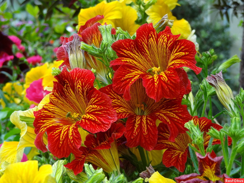 Varianter av Salpiglossis-blomst
