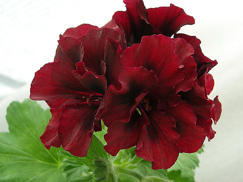 Variété Pelargonium Royal Romeo