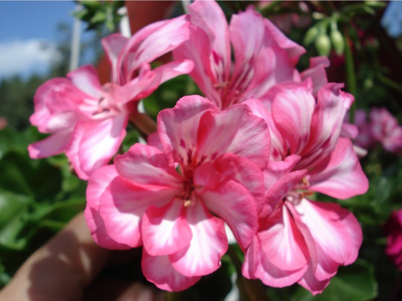 Vrsta cvijeta pelargonija kraljevske sorte Carme