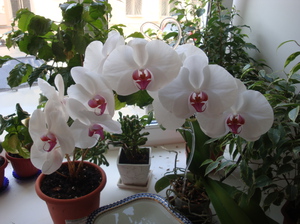 Kuinka kasvattaa orkideaa kotona