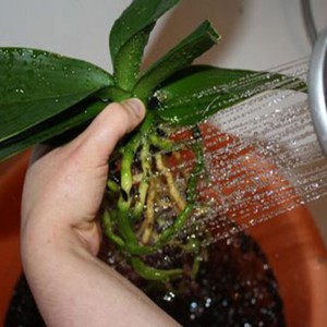 Wie eine Orchidee gewässert wird