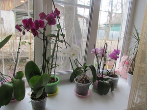 Mga pataba para sa mga orchid