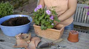 Regels voor de verzorging van koninklijke pelargonium thuis