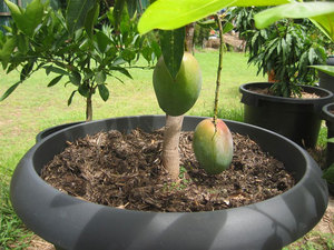 Mitä olosuhteita mango pitää