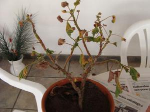 Listahan ng mga posibleng sakit ng royal pelargonium at mga pamamaraan ng paggamot