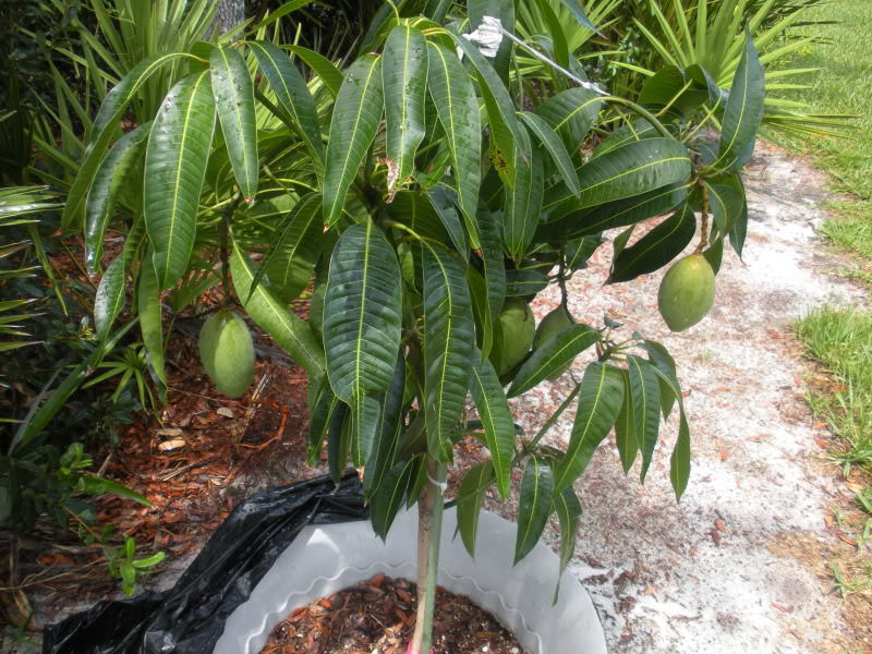 Vykostené mango