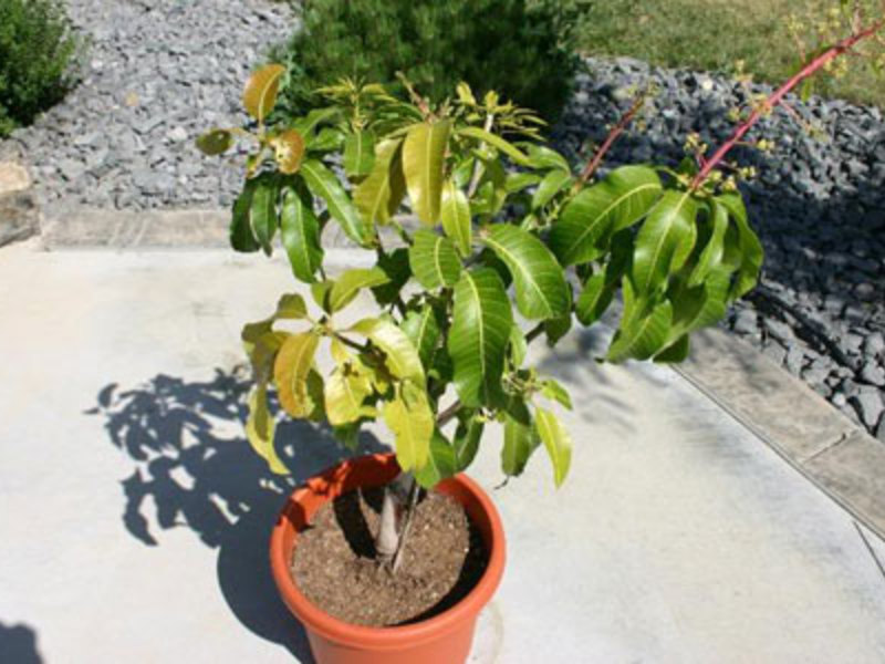 Kenmerken van het kweken van mango