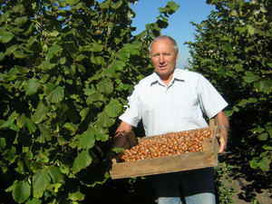 Pravidla pro sběr lískových ořechů a způsoby správného skladování