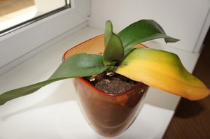 Mga karamdaman ng orchid
