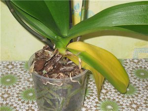Orkidean lehdet muuttuvat keltaisiksi