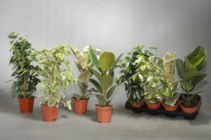 Popis fikusov vnútorných rastlín
