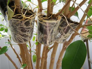 Beschreibung der Vermehrungsmethode von Ficuses in Innenräumen durch Luftschichten