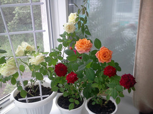 Особености на отглеждането и отглеждането на рози у дома